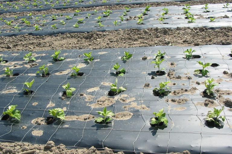 Mulch Films