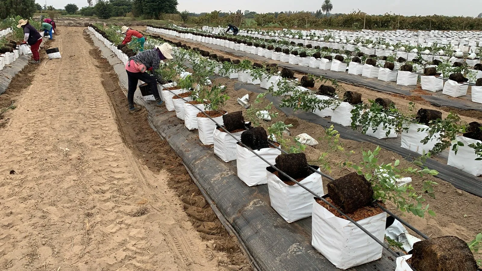 Grow Bags