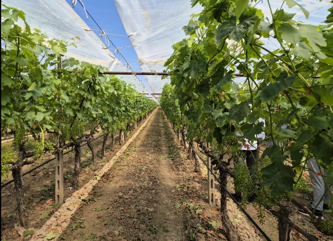 Grape Cover Films